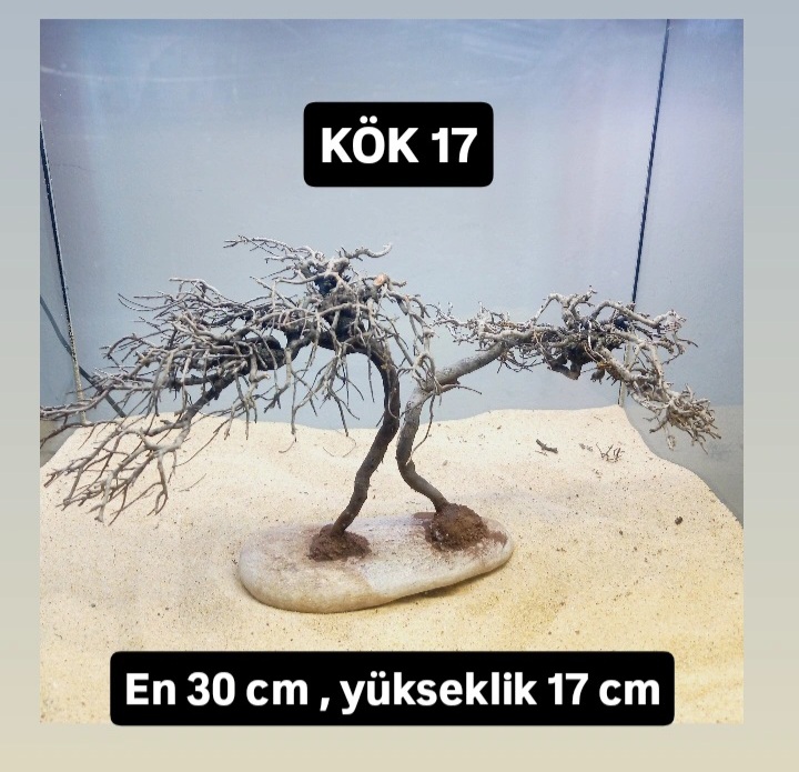 KÖK 17