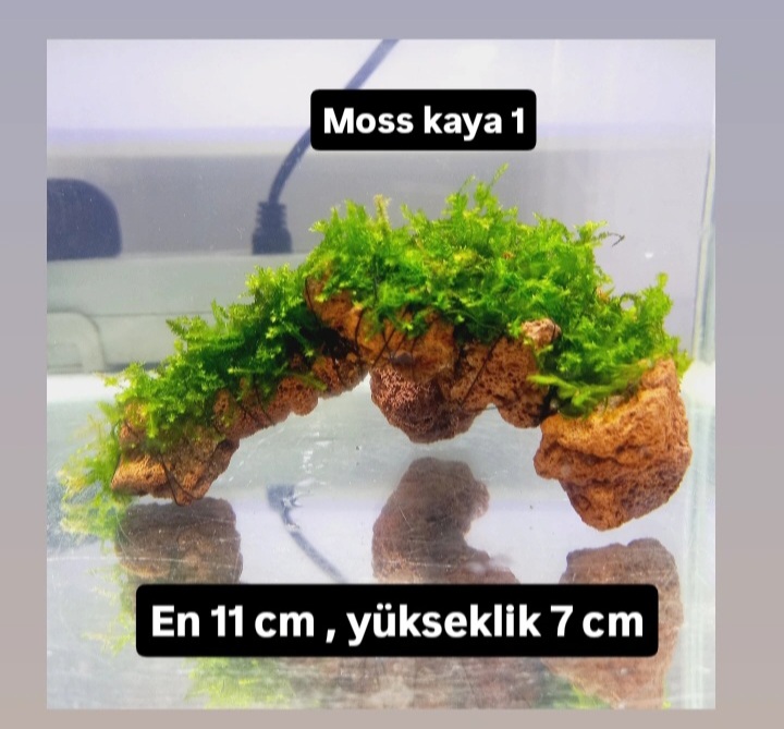 Moss kaya 1