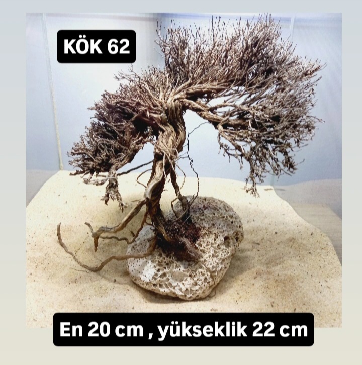 KÖK 62
