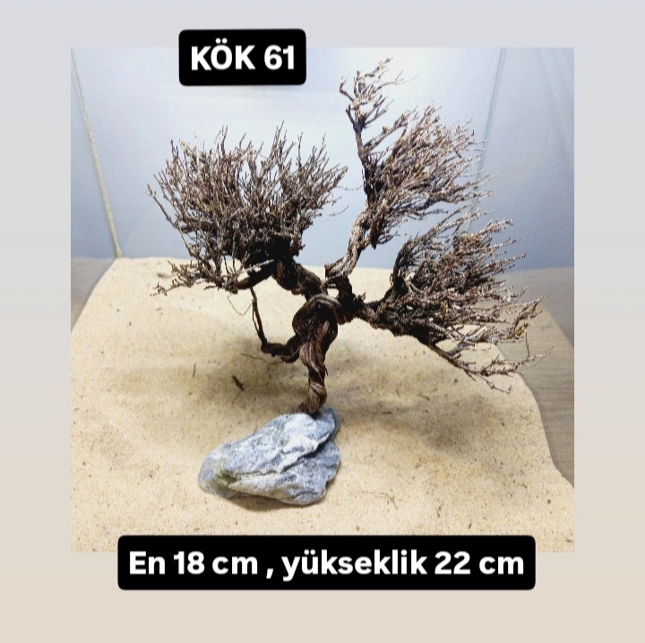 KÖK 61