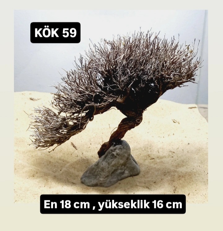 KÖK 59